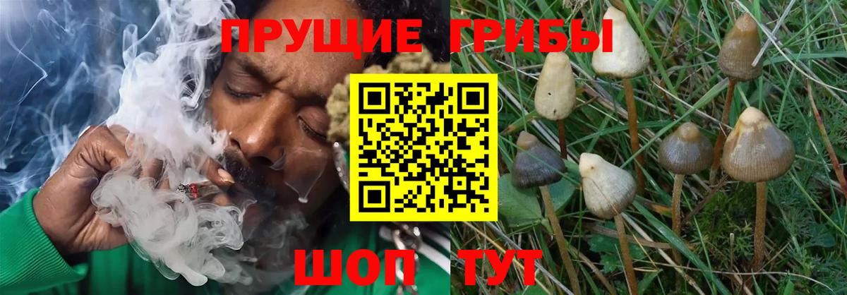 наркота  Псилоцибиновые грибы Psilocybine cubensis  Вход с VPN  Дивногорск 